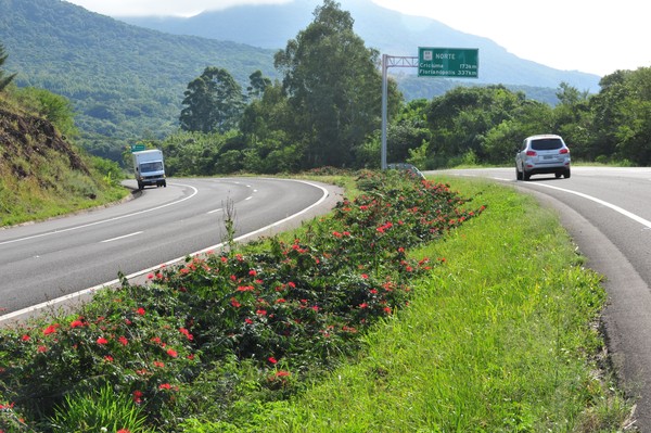 135871-rodovia-federal-usara-vegetacao-como-sinalizacao